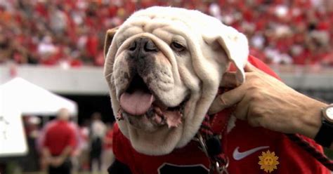 UGA Mascot Explosion: Exploring the Rivalries in College Sports